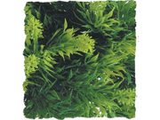 Zoo Med Laboratories Plant Malaysian Fern Green Small BU 13