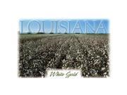 Bulk Buys Louisiana Postcard 13218 White Gold Case of 750