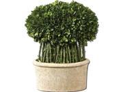 Uttermost 60108 Uttermost Willow Topiary Preserved Boxwood