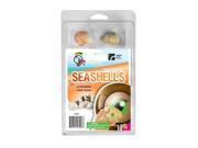 American Educational Products 2967 Explore With Me Geology Seashore Seashells