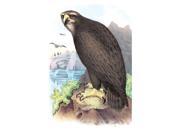 Buy Enlarge 0 587 03808 xP12x18 Gray or Sea Eagle Paper Size P12x18