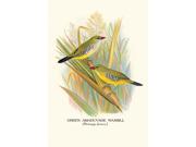Buy Enlarge 0 587 05226 0P20x30 Green Amaduvade Waxbill Paper Size P20x30