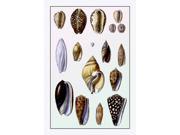 Buy Enlarge 0 587 11727 3P20x30 Shells Convoltae and Orthocerata Paper Size P20x30