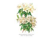 Buy Enlarge 0 587 03667 2P12x18 Rhododendron Augustinii and Its White Form Paper Size P12x18