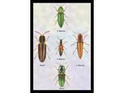 Buy Enlarge 0 587 15391 1P12x18 South American Beetles no.1 Paper Size P12x18
