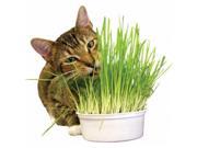 Imperial Cat 00121 Easy Grow Oat Grass Kit