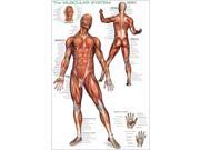 EuroGraphics 2450 2015 The Muscular System Poster
