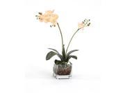 Distinctive Designs 16075B Waterlook Silk Cream Pink Phalaenopsis Plant in a Square Glass Cube