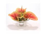 Distinctive Designs International 15851 Coral Green Antheriums in Glass Compote
