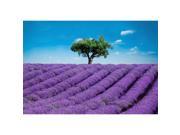 Brewster Home Fashions DM144 Provence Wall Mural 100 in.