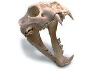 skullduggery 0205 African Lion Skull