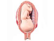 3B Scientific L10 8 7th Month Fetus