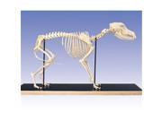 3B Scientific T30040 Dog Skeleton Anatomy Model Flexibly Mounted