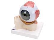 3B Scientific F11 Full Size Human Eye Anatomy Model 7 Parts