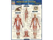 BarCharts 9781423217725 Muscular System Advanced Quickstudy Easel
