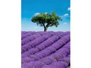 Brewster Home Fashions DM309 Provence Wall Mural 100 in.