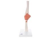 3B Scientific A83 Functional Elbow Joint Anatomy Model