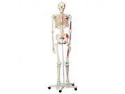 3B Scientific A11 Max The Muscle Skeleton Anatomy Model