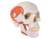 3B Scientific A24 Functional Human Skull Anatomy Model 2 Parts