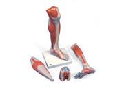 3B Scientific M22 Lower Muscled Leg Anatomy Model With Knee