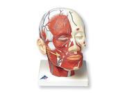 3B Scientific VB128 Head And Neck Musculature with Blood Vessels Anatomy Model