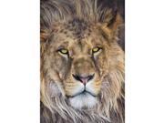 Brewster Home Fashions 1 619 Lion Wall Mural Wall Mural 72 in.