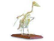 3B Scientific T30045 Goose Skeleton Anatomy Model