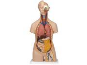 3B Scientific B13 Classic Human Unisex Torso Anatomy Model 14 Parts