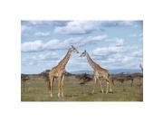 Brewster Home Fashions NG1318 Giraffes Wall Mural 48 in.