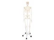 3B Scientific A10 Plastic Human Skeleton Model Stan On Pelvic Mounted 5 Fo...