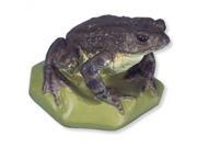 3B Scientific VN708 2 Female Common Toad Model Mounted On Base