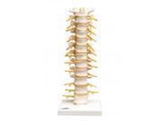 3B Scientific A73 Thoracic Spinal Column Anatomy Model