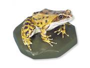 3B Scientific VN702 2 Female Common Frog Model Mounted On Base