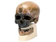 3B Scientific VP752 1 Anthropological Skull Model Cro Magnon