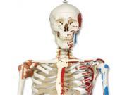 3B Scientific A13 1 Sam The Super Skeleton Anatomy Model with Hanging Stand