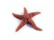 Olympia Sports 13708 Starfish Specimen 3 in. 5 in. Pack of 10