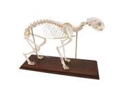 3B Scientific T30028 Cat Skeleton Anatomy Model On Wooden Base