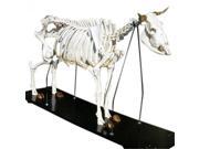 3B Scientific T30012 Cow Skeleton Anatomy Model On Wooden Base