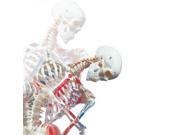 3B Scientific A13 Sam The Super Skeleton Anatomy Model