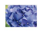 Brewster Home Fashions 8 704 Hortensia Wall Mural 100 in.