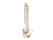 3B Scientific A58 5 Deluxe Flexible Human Spine Anatomy Model