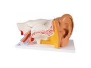 3B Scientific E11 Human Ear Anatomy Model