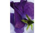 Brewster Home Fashions 4 711 Viola Wall Mural 100 in.