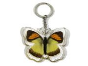 Ed Speldy East Company BTK107 Real Bug Yellow Orange Tip Butterfly Key Chain