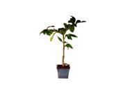 Bonsai Boy Melogold Grapefruit Citrus Paradisi Macfadyen