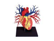 Tedcotoys Kids Preschool Daycare Human Anatomy Deluxe Heart Model