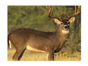 Caldwell Natural Series Deer Target