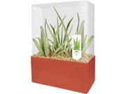 Indispensable Aloe Plant Kit