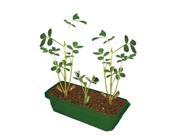 Grow Your Own Peanuts Plant Kit