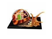 4D Snail Anatomy Model